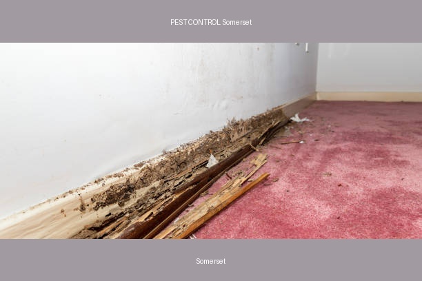 PEST CONTROL Somerset